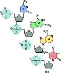 DNA 中四种碱基的结构式