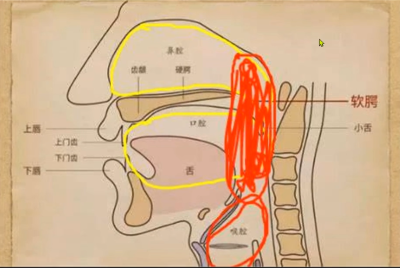 咽壁: 红色区域，打通了口鼻喉腔体